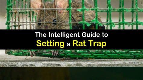 Setting a Rat Trap - Easy Guide to Using a Trap for Rats