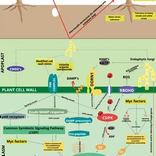 Communication between endophytic fungi and host plant, and the benefits ...