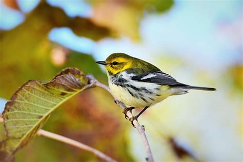 Black Throated Green Warbler By Jackie B Elmore Flickr