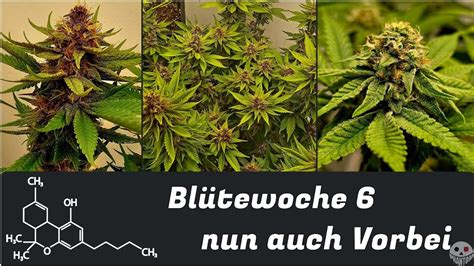 BLÜTEPHASE WOCHE 6 Tag 42 INDOOR GROW TEIL 14 DIY YouTube