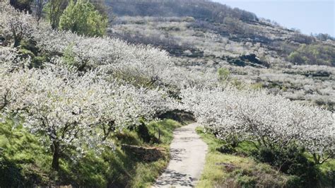 La Floraci N De Los Cerezos En El Valle Del Jerte