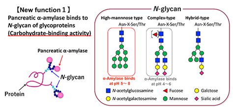 Functional Regulation Of Glucose Assimilation By N Glycan Binding