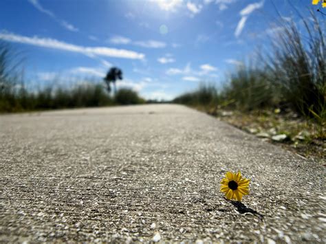 The lonely flower. : r/Photoworthy