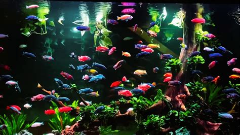 Top Best African Cichlids Tank Mates Youtube