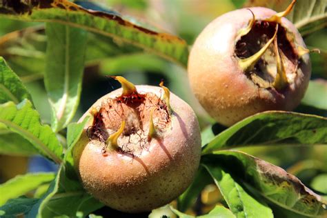 Mespilus germanica vrucht | Food, Fruit, Apple