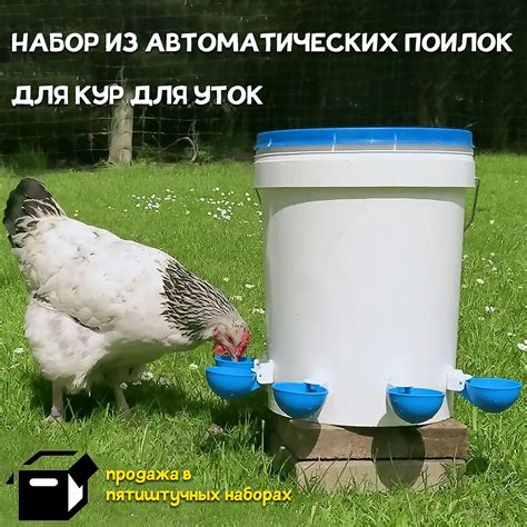 Поилка для Кур купить на OZON по низкой цене