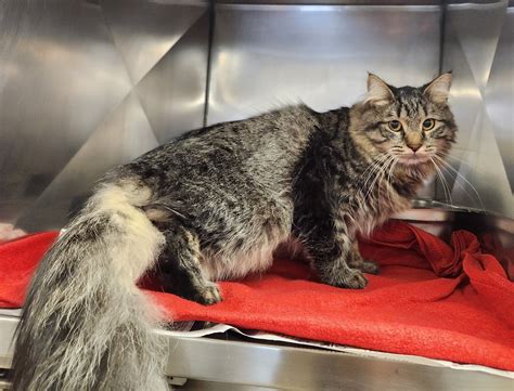 gloucester county animal shelter 3