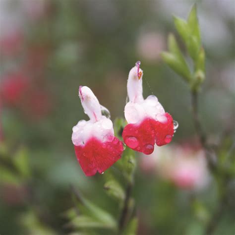 Salvia Microphylla Hot Lips