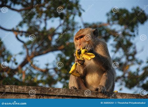 Macaques Thai Monkey Stock Image Image Of Jungle Girl