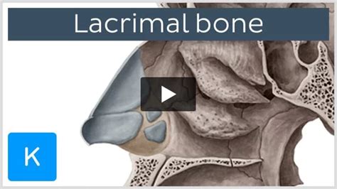 Lacrimal Bones Lacrimal Fossa