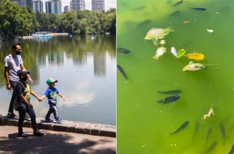 Cdmx Mueren Peces En Lago De Chapultepec Por Bajo Suministro De Agua