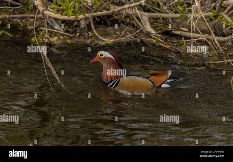 Male Wood duck, Aix sponsa, swimming on the River Stour in breeding ...