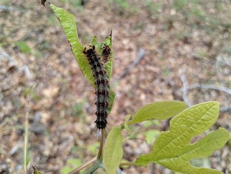 Spongy moths damaging trees around Morgan County - Morgan Messenger