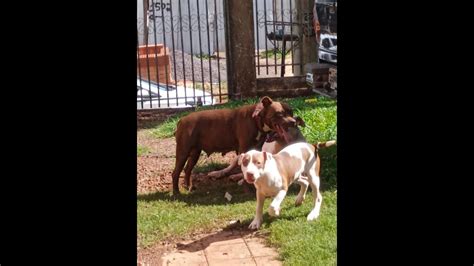 Cachorra Madonna Desapareceu No Bairro Floresta Cgn O Maior Portal