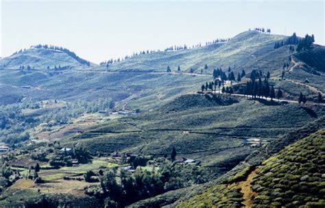 Tea Garden of Nepal - Ilam Find Beautiful Place Of Nepal Path2nepal