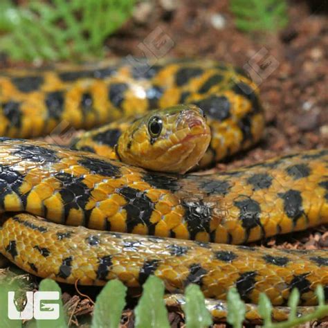 Checkered Keelback Water Snake For Sale Underground Reptiles