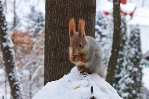 Una Ardilla Se Sienta En Un Comedero Y Come Nueces Las Ardillas Son Un