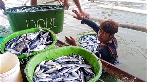 UMABOT NG 227 5 KILOS ANG MGA NAHULI NAMIN TULINGAN SA ISANG ARAW LANG