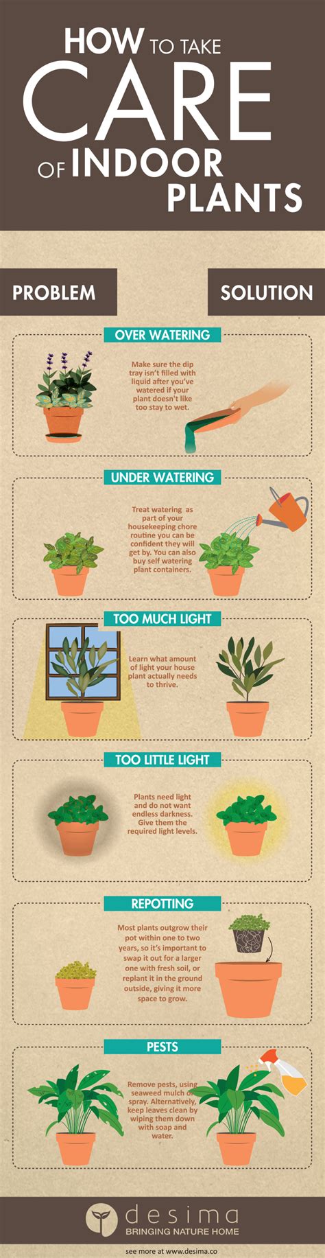 HOW TO CARE FOR INDOOR PLANTS – Desima