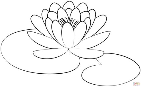 Lily Pad coloring page | Free Printable Coloring Pages