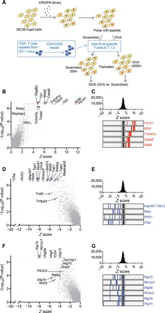 Autophagy Protects Tumors From T Cellmediated Cytotoxicity Via