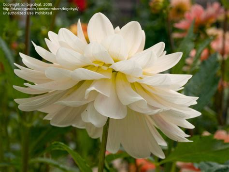 PlantFiles Pictures: Waterlily Dahlia 'Kelgai Ann' (Dahlia) by bigcityal