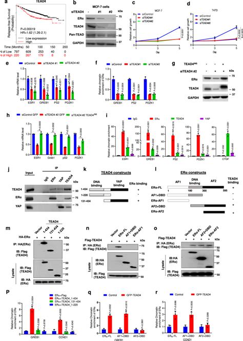 Yap Inhibits Erα And Er Breast Cancer Growth By Disrupting A Tead Erα