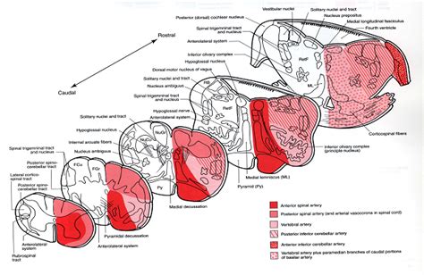 Dentistry and Medicine: Central Nervous System(CNS) -Blood Supply