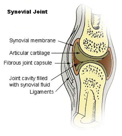 Synovial Joint Types & Examples | What is a Synovial Joint? | Study.com