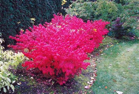 Burning Bush Hedges 5 Pc Dormant BARE Root Live Plant Free Etsy