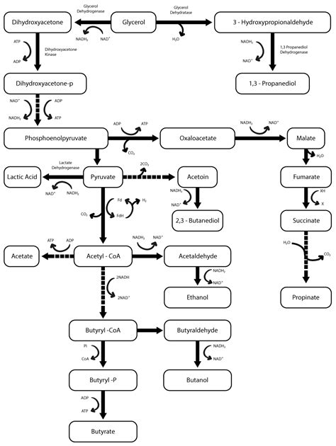 Fermentation Free Full Text Bioconversion Of Glycerol Into Lactic