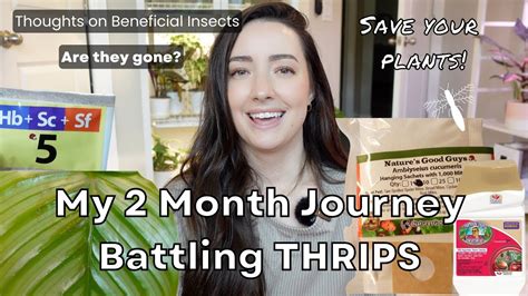 How To Get Rid Of Thrips My Entire 2 Month Thrips Journey Using Beneficial Insects Vlog