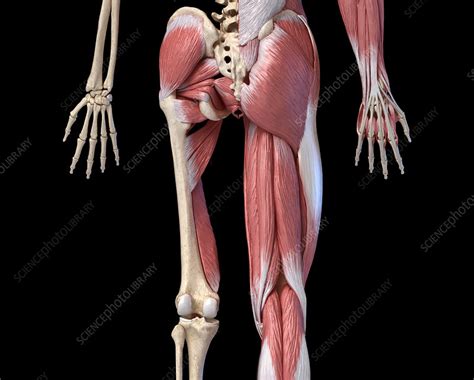 Leg And Hip Muscles Anatomy