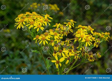 Cierre De Muchas Mariposas En Una Hierba N De Flores Amarillas O En