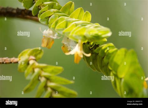 Dendrobium Ellipsophyllum Hi Res Stock Photography And Images Alamy