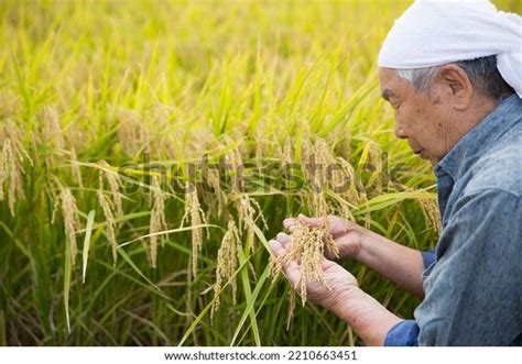 Japanese Rice Farmer Veteran Male Farmer Stock Photo 2210663451 ...