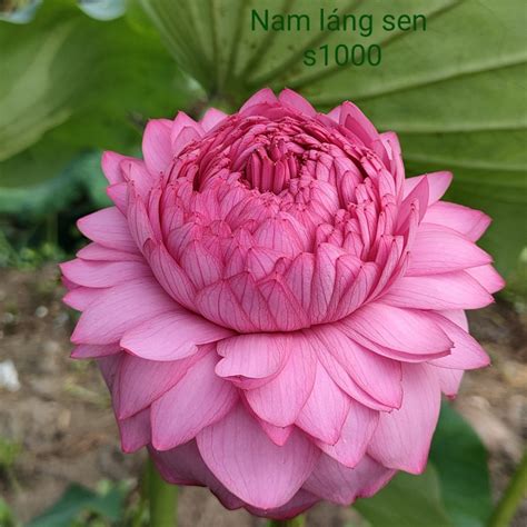 Mua Củ sen giống .cung cấp các loại sen giống từ hạt sen , ngó sen , củ ...