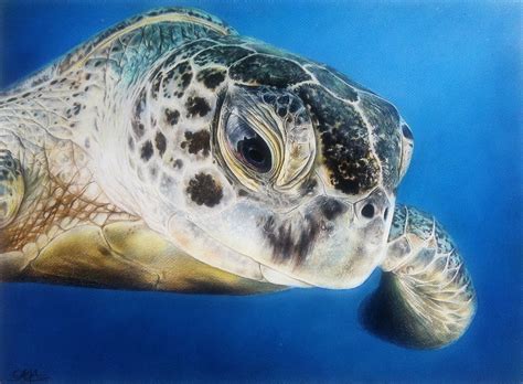 Realistic Sea Turtle Drawing At Explore Collection