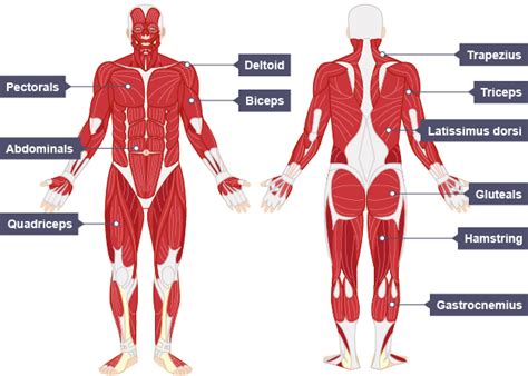 Agonist Muscle Chart