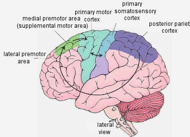 Posterior Parietal Cortex