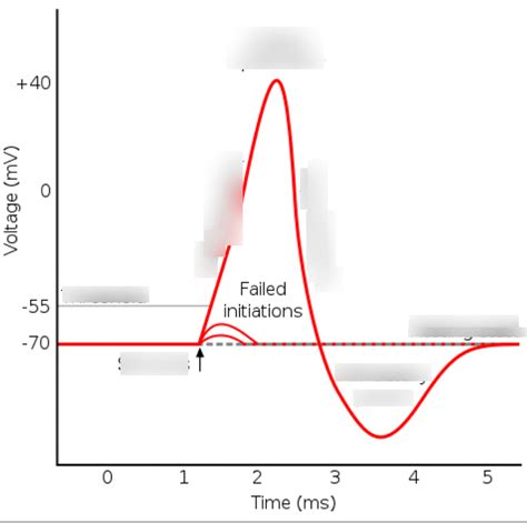 Action potential diagram Diagram | Quizlet