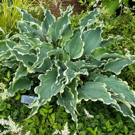 Dancing In The Moonlight Hosta Sooner Plant Farm