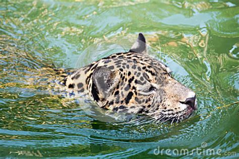 Orange Jaguar Swimming Stock Photo Image Of Nature Outdoors