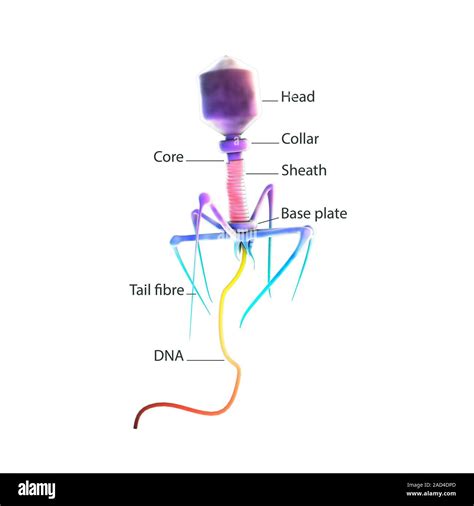 Bacteriophage Illustration Of A Bacteriophage Injecting Its Genetic