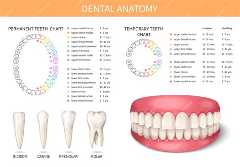 Human Teeth Diagram