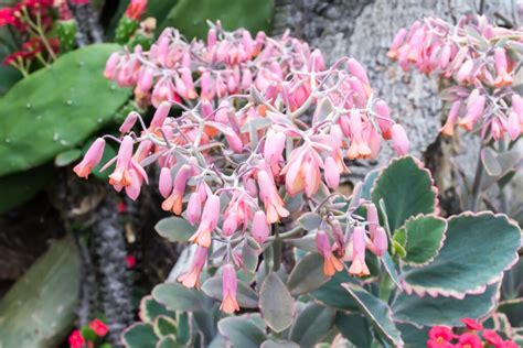 Types of Kalanchoe Succulents: 10 Beautiful Varieties to Grow at Home ...