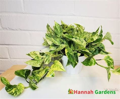 3″ Pot Rare Marble Queen Pothos Variegated Indoor Live Plant Also Available In Rooted Cutting