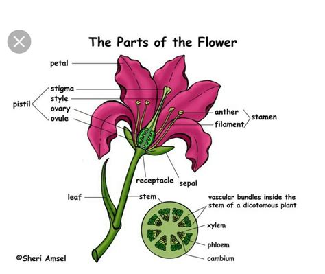 Hibiscus Flower With Labelled Parts