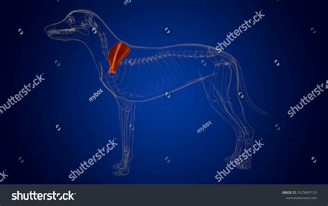 Scapula Bones Dog Skeleton Anatomy Medical Stock Illustration