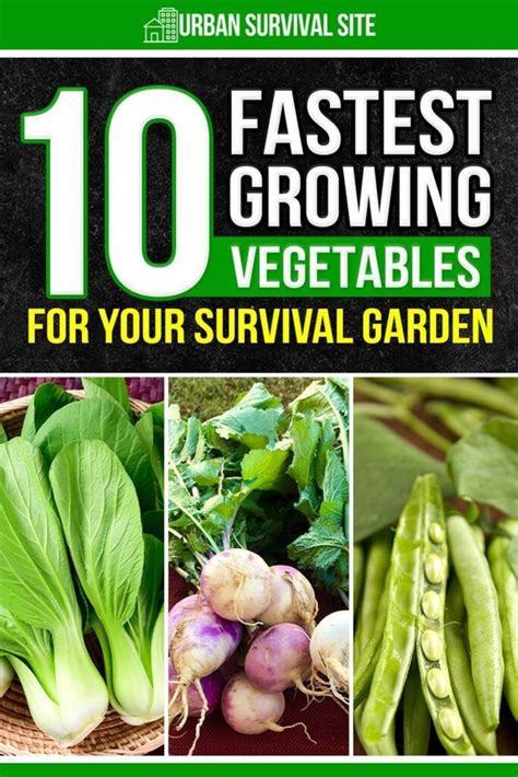 Fastest Growing Vegetables For Your Survival Garden Artofit